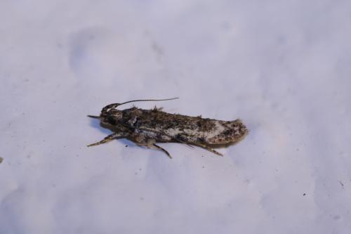 Psoricoptera gibbosella